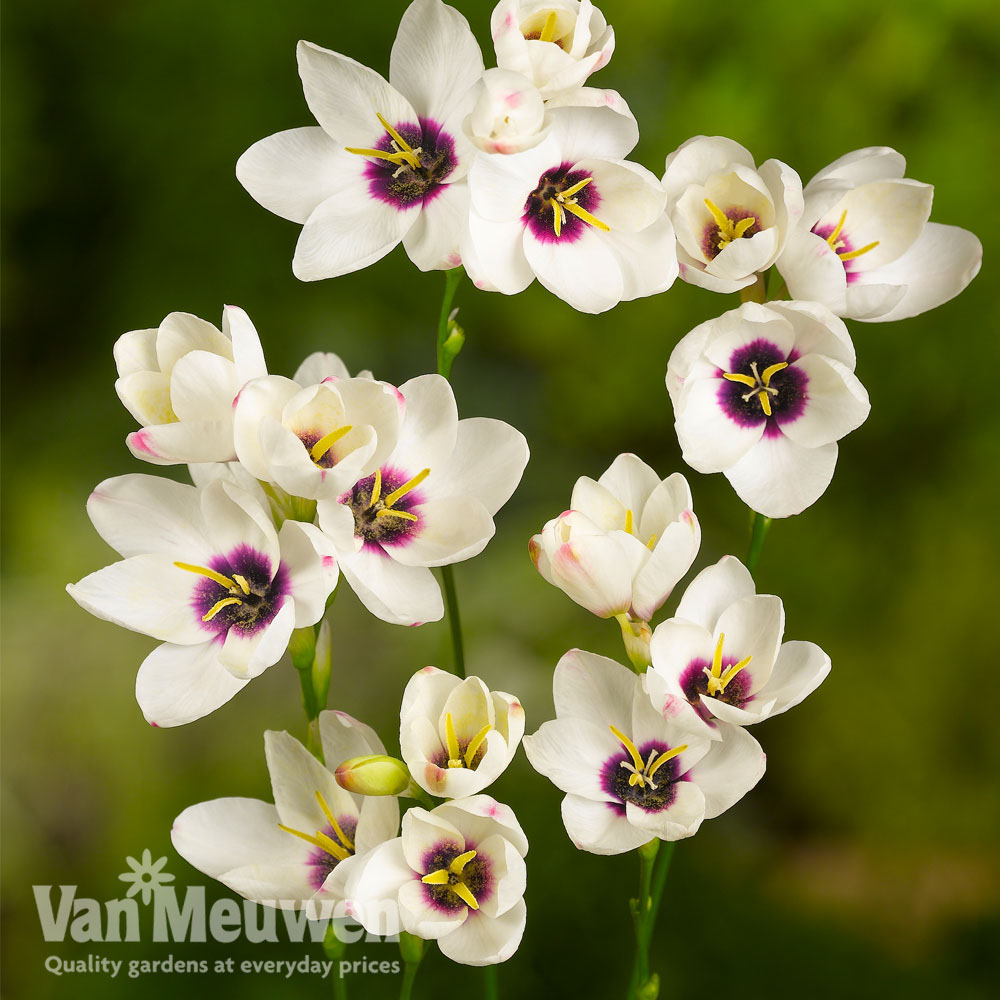 Ixia 'Spotlight'