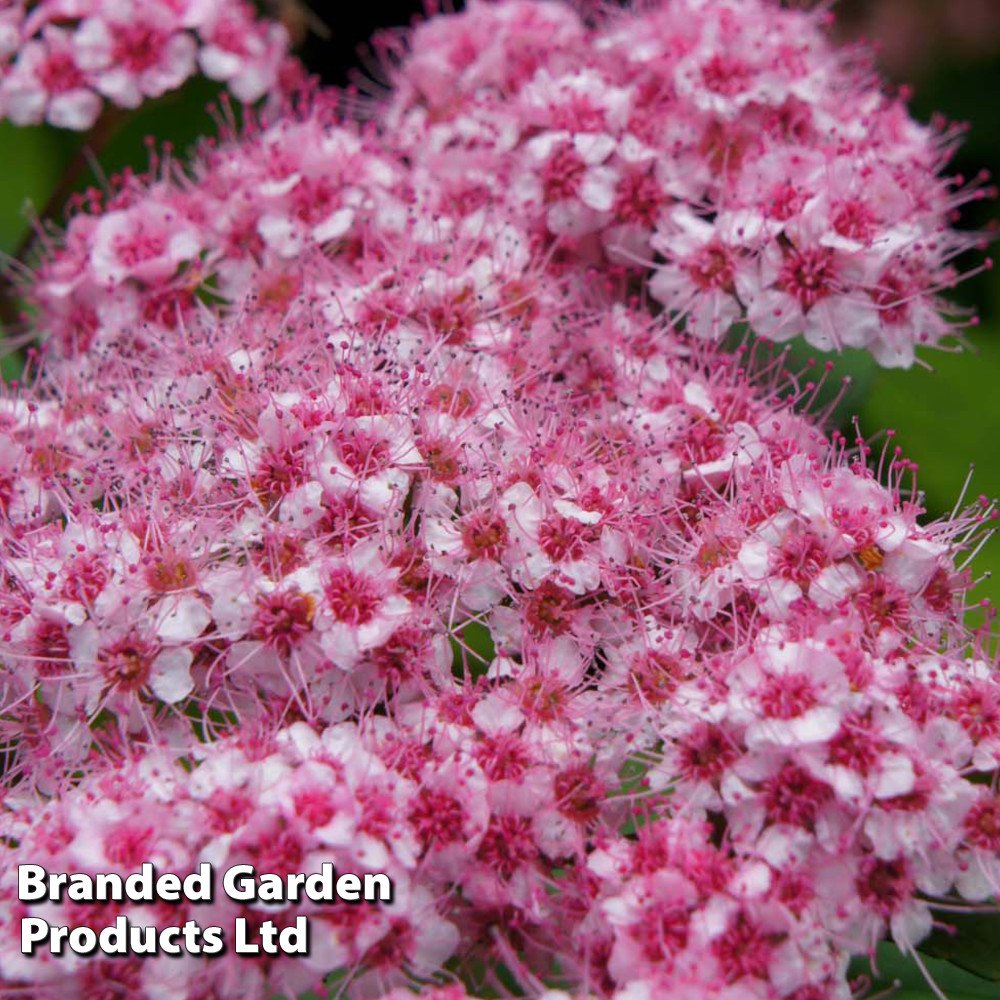 Spiraea 'Sparkling Champagne'