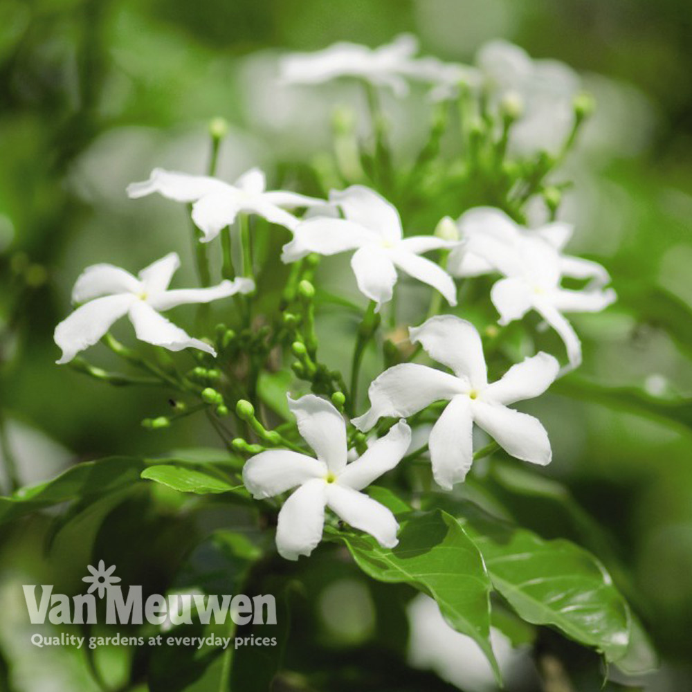 Jasminum officinale