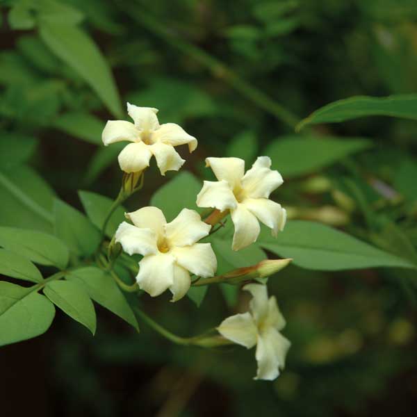 Jasminum officinale 'Clotted Cream'