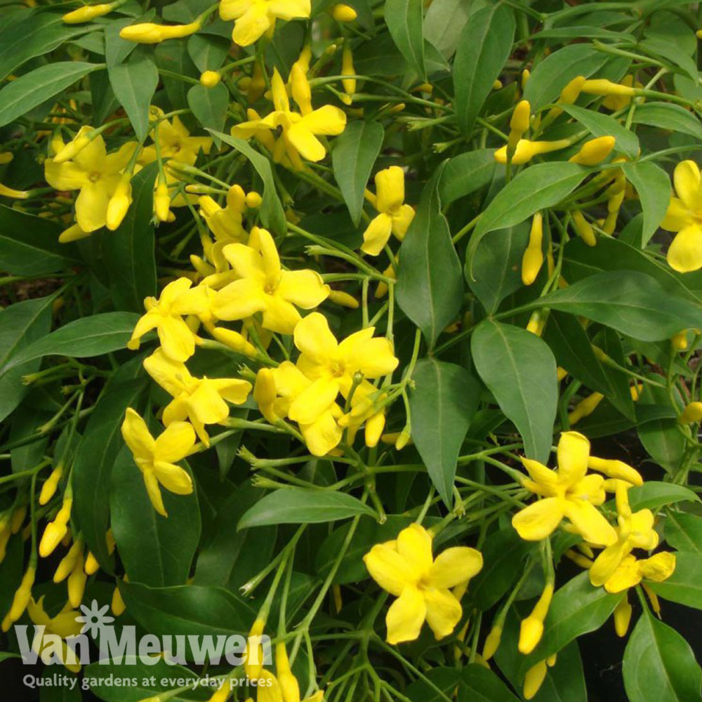 Jasminum humile 'Revolutum'