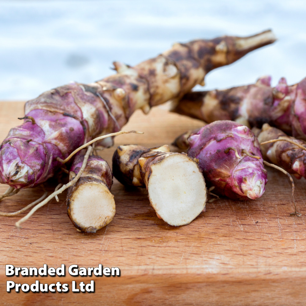 Jerusalem Artichoke 'Papas' (Gourmet roots)