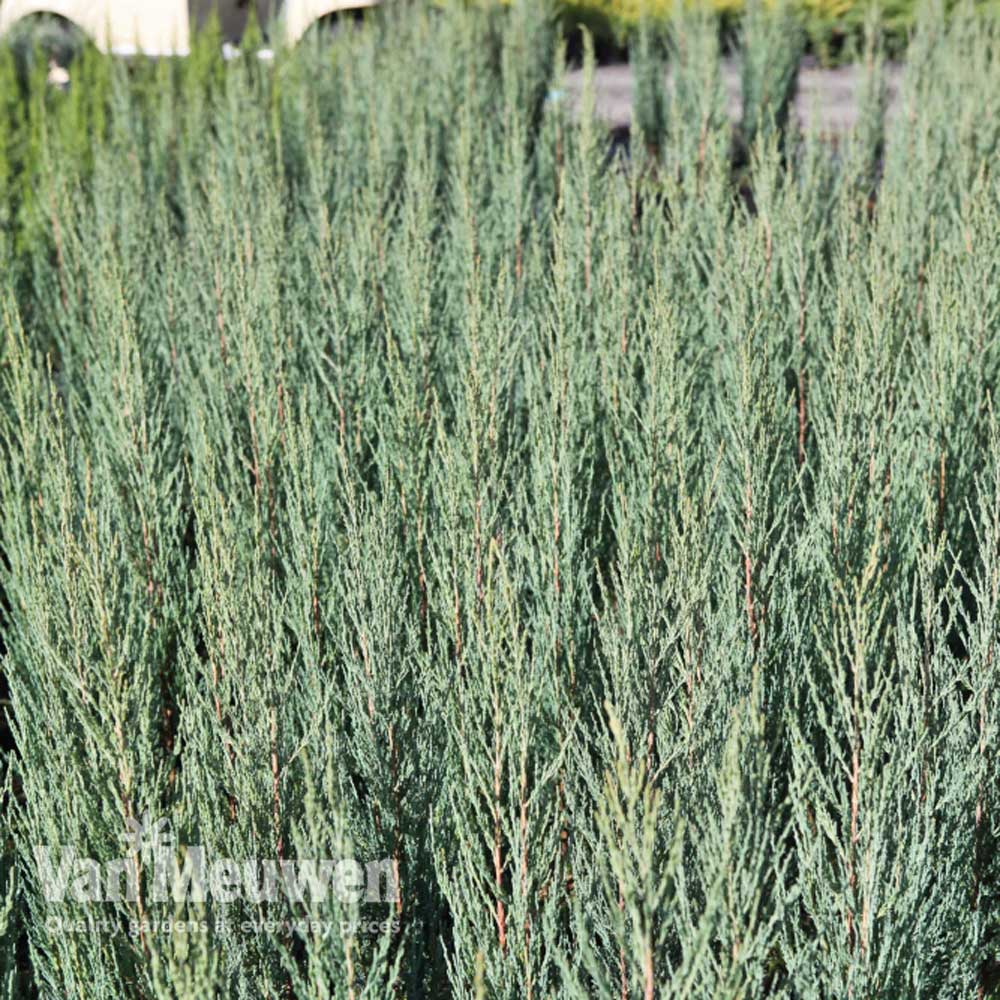 Juniperus scopulorum 'Blue Arrow'