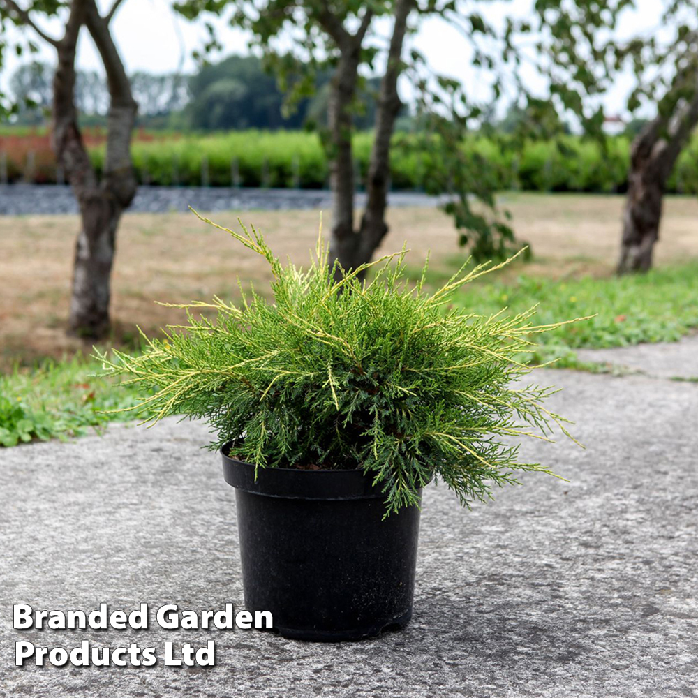Juniperus pfitzeriana 'Gold Star' at Van Meuwen