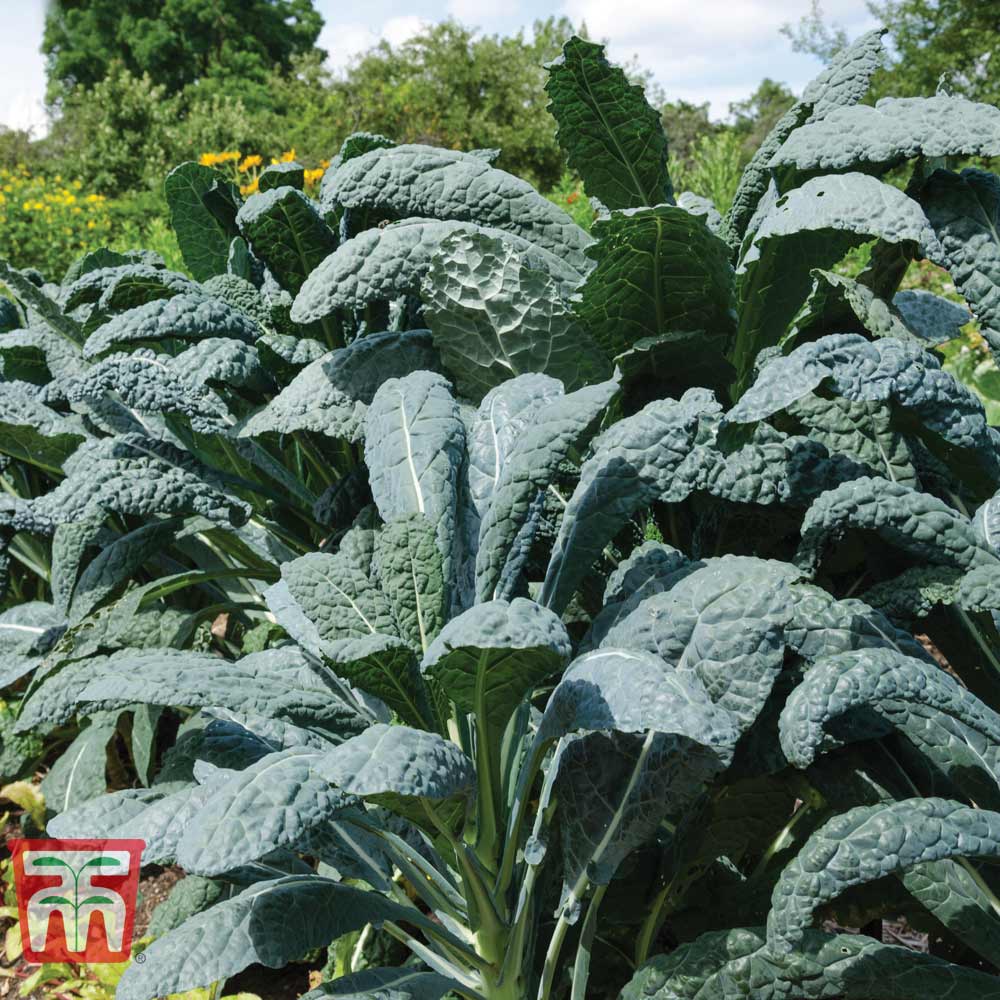 Kale 'Nero di Toscana'