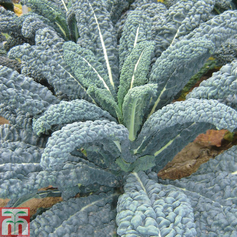 Kale 'Yurok' F1 Hybrid
