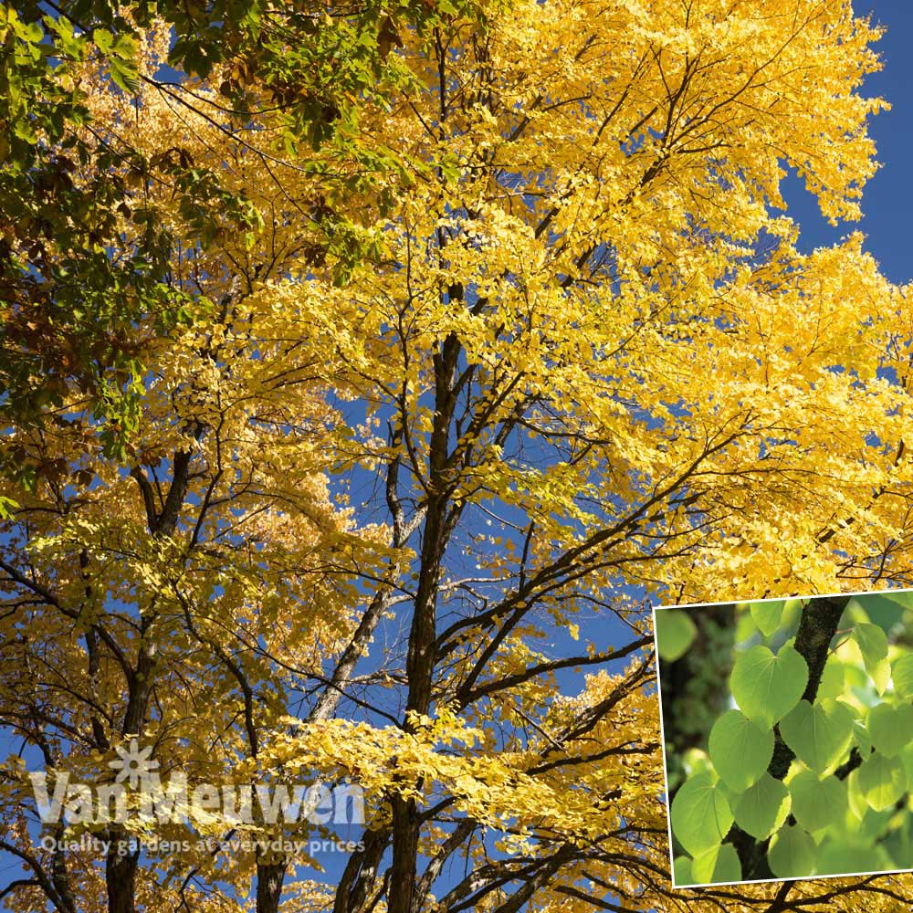 Cercidiphyllum japonicum