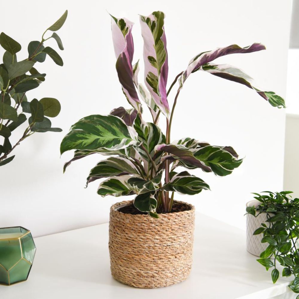 Calathea 'Fusion White' (House Plant)