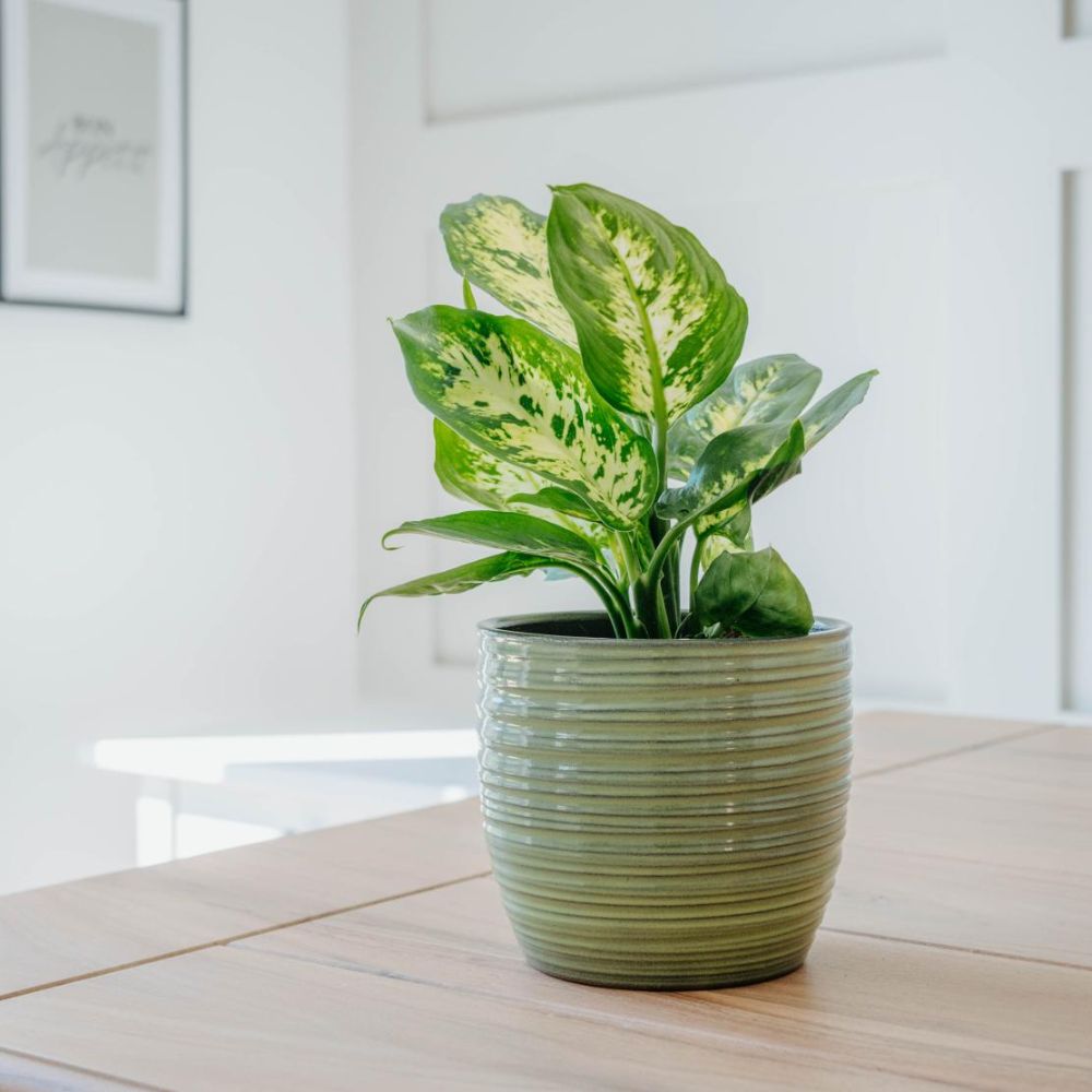 Dieffenbachia 'Compacta' (House Plant)