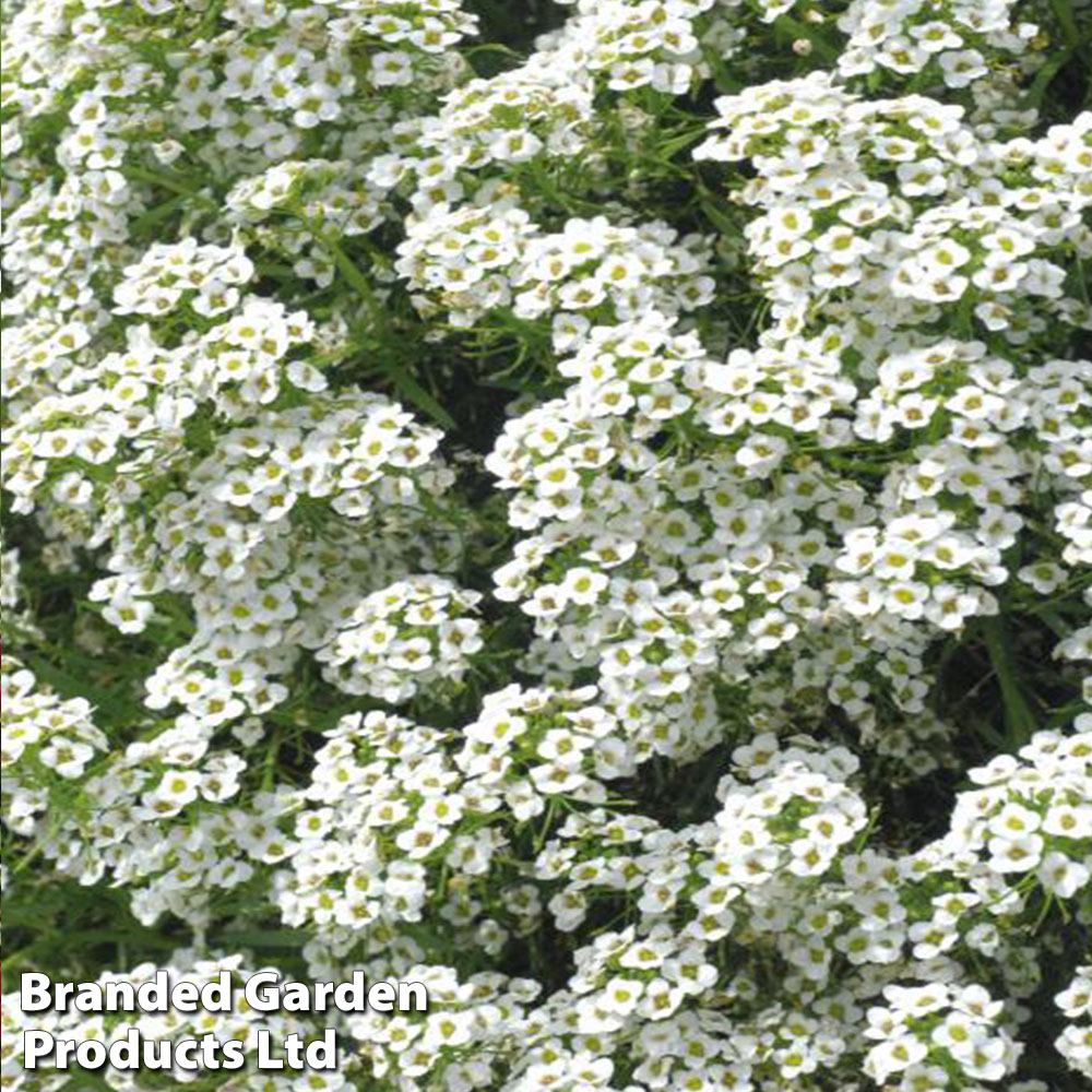 Alyssum 'Carpet Of Snow'