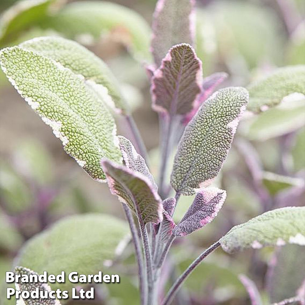 Sage 'Tricolour'