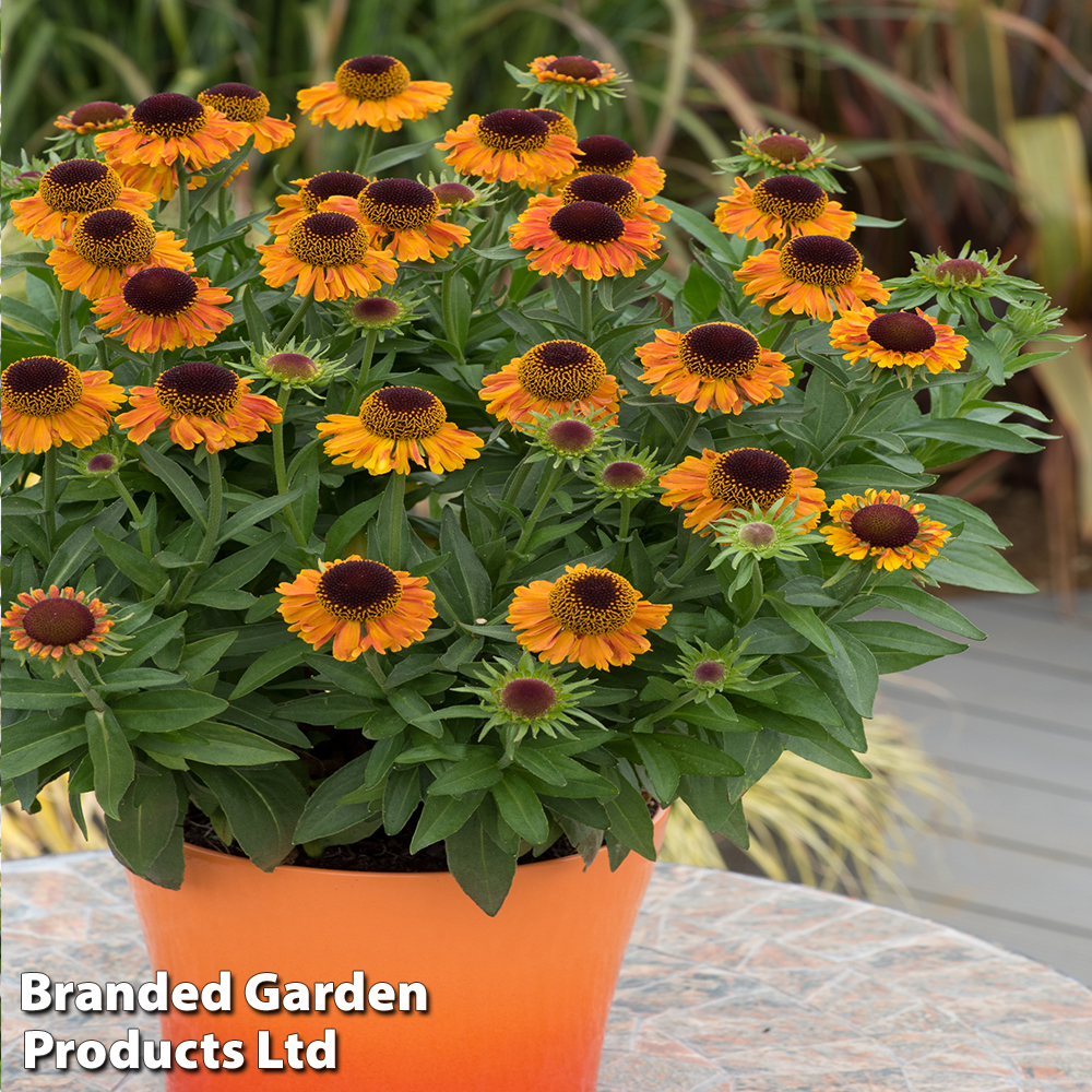 Helenium 'Short 'n' Sassy'