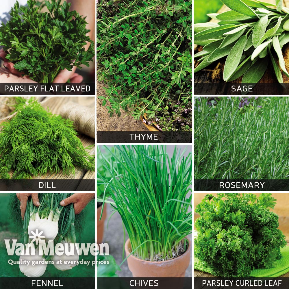 Kitchen Garden Herb Collection