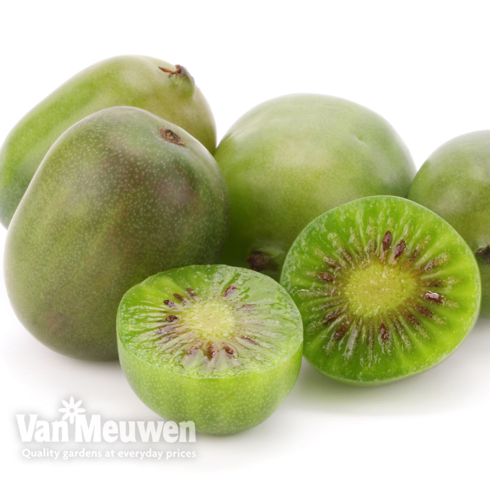 Kiwi 'Issai'