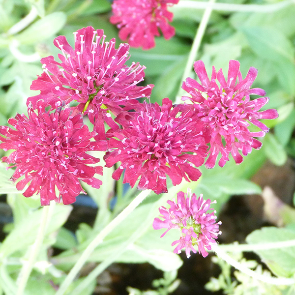 Knautia Macedonica Mars Midget