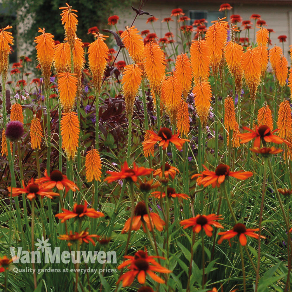 Red Hot Poker 'Mango Popsicle'