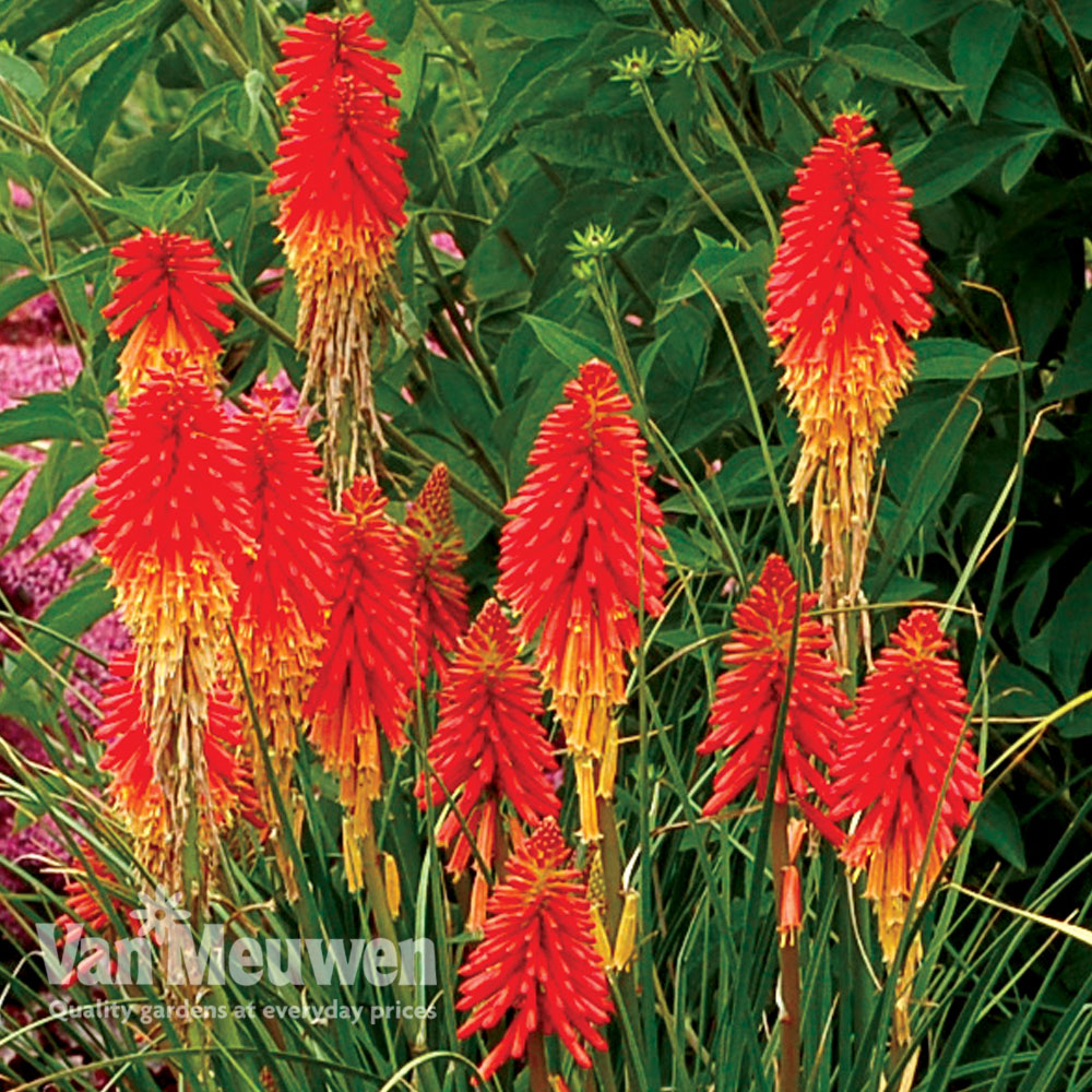 Red Hot Poker 'Papaya Popsicle'