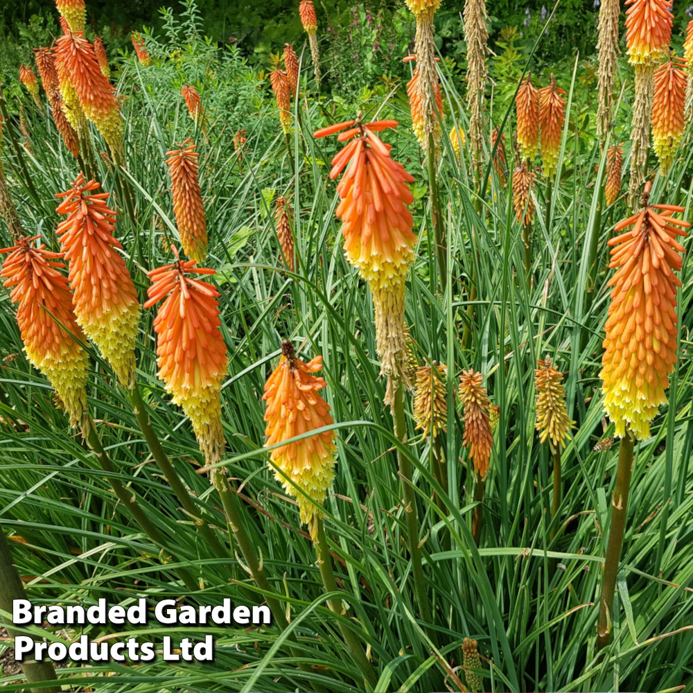 Red Hot Poker