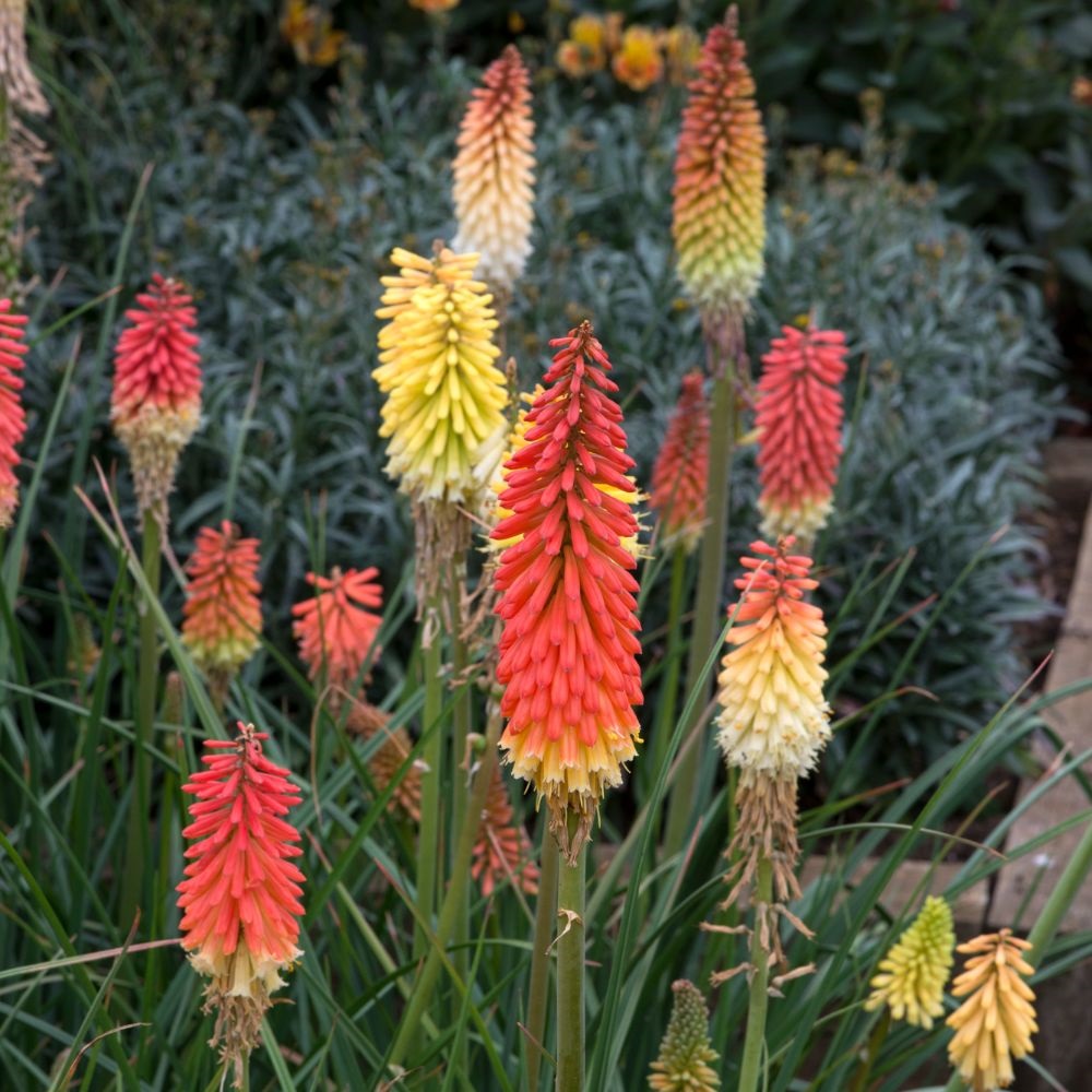 Red Hot Poker 'Flamenco Mixed'