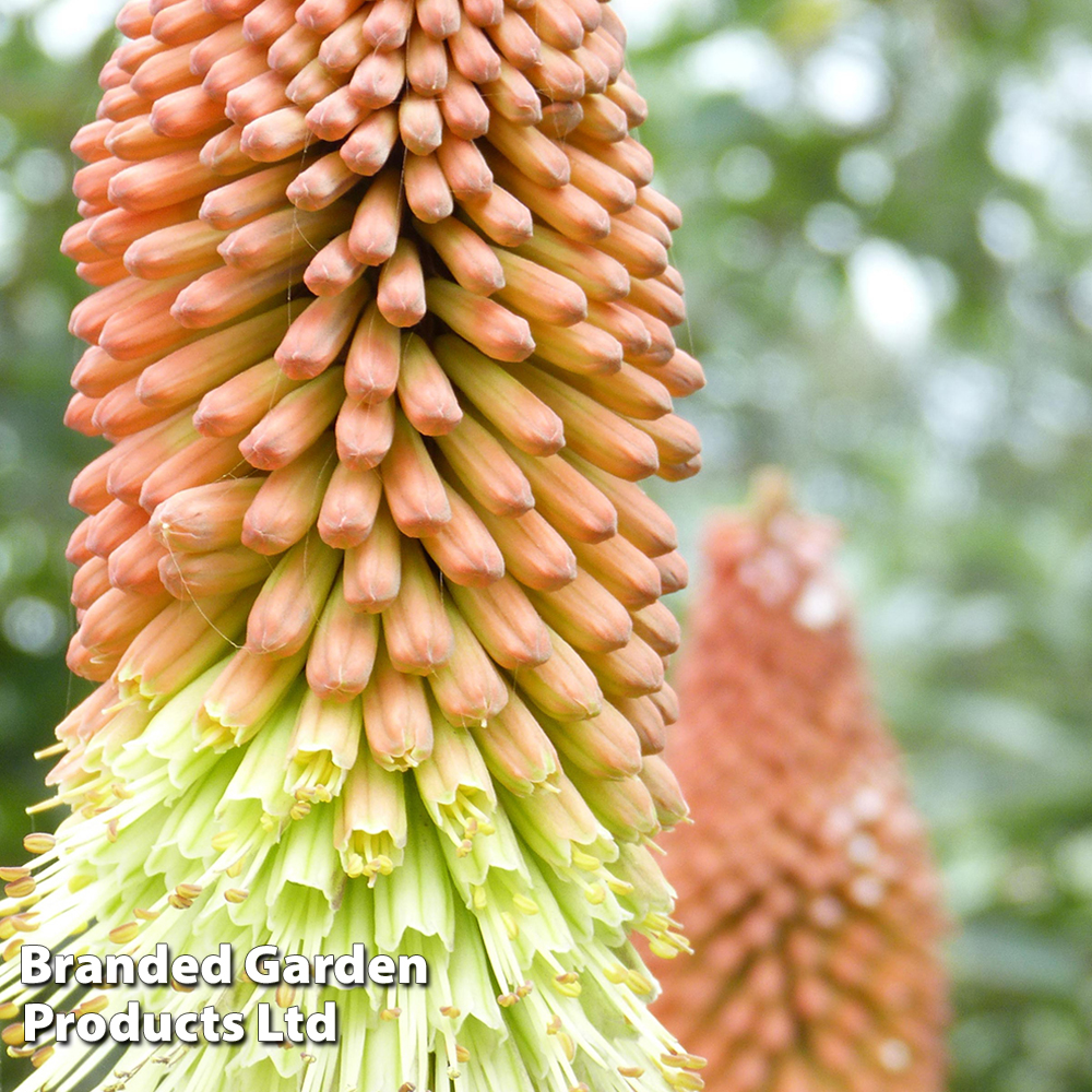 Kniphofia uvaria 'Mixed Hybrids' at Van Meuwen