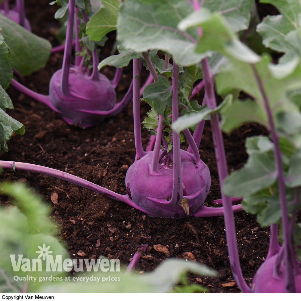 Kohl Rabi 'Kolibri' F1 Hybrid