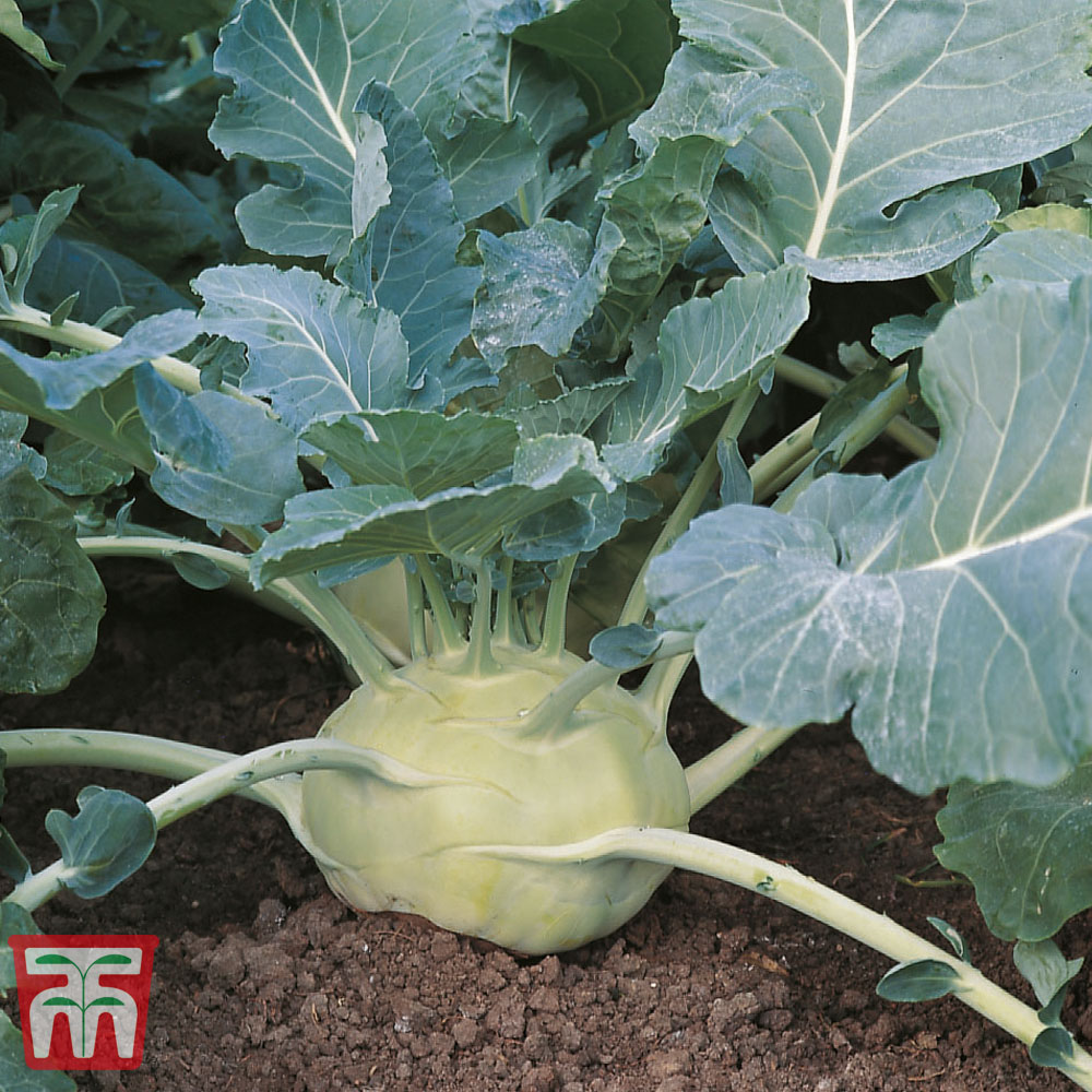 Kohl Rabi 'Kossak' F1 Hybrid