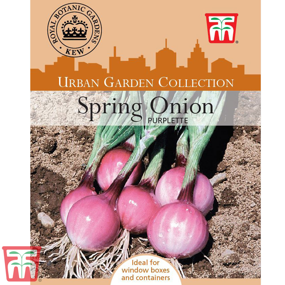 Spring Onion 'Purplette' - Kew Collection Seeds