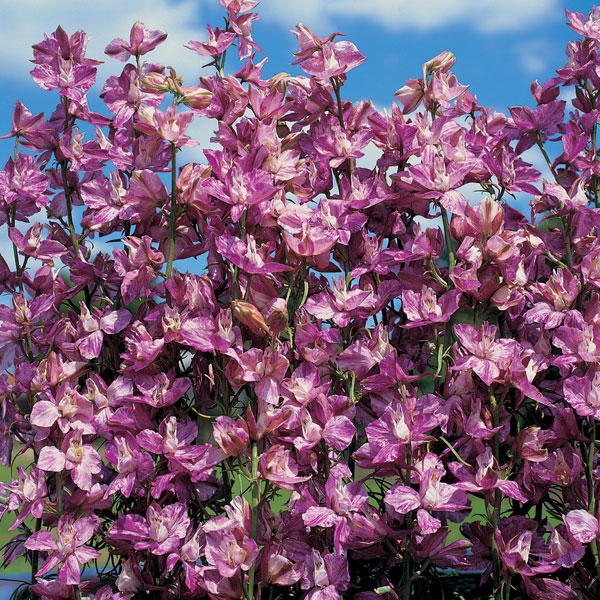 Larkspur 'Splish Splash'