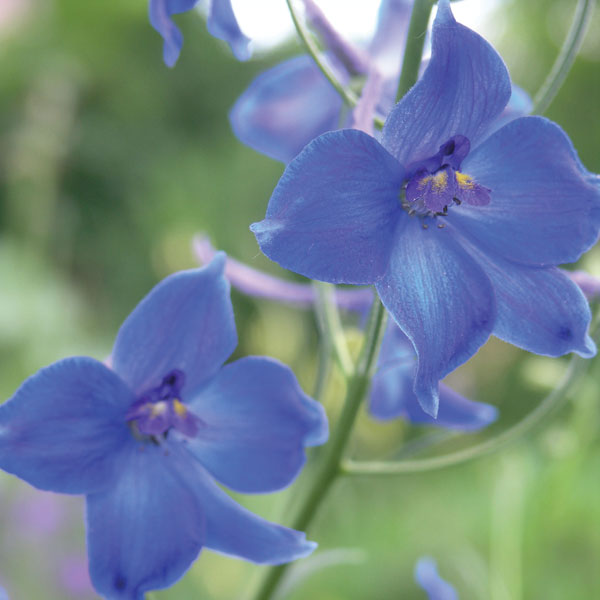 Larkspur 'Gentian Blue'