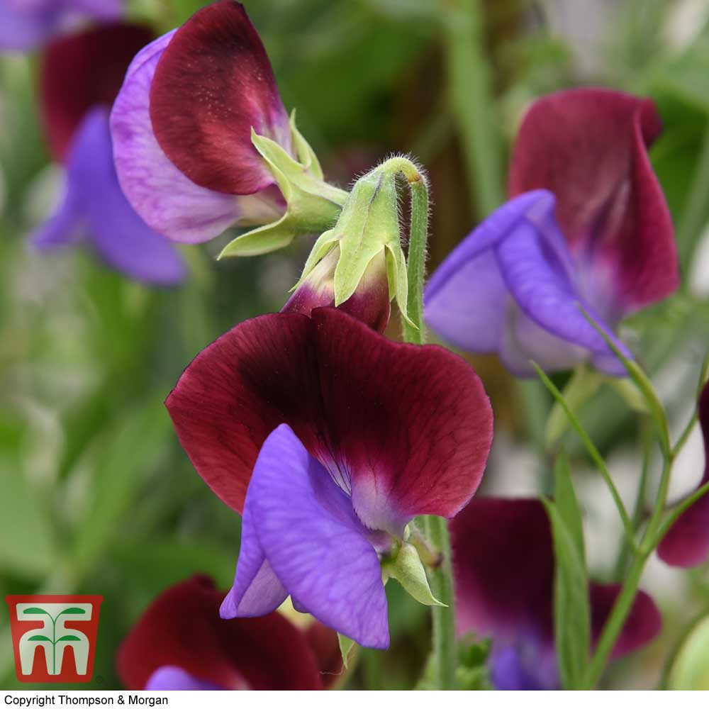 Sweet Pea 'Matucana'