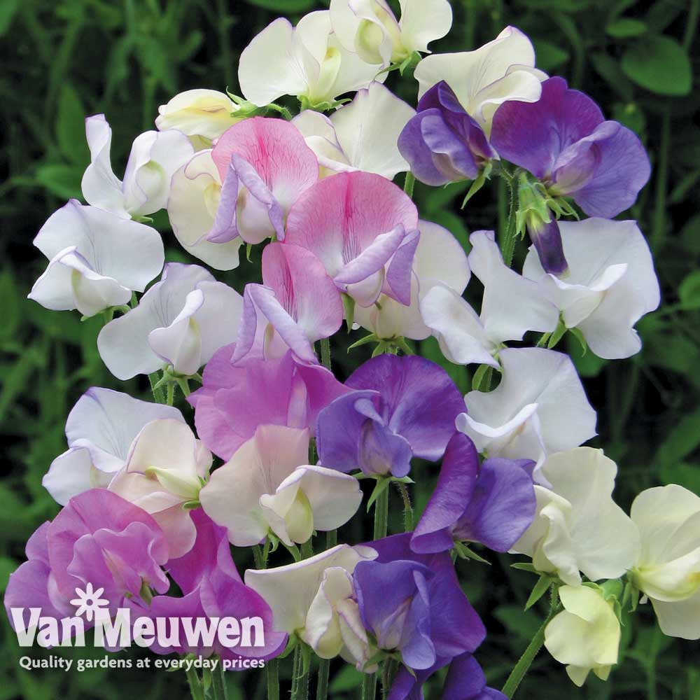 Sweet Pea 'Scent Infusion'