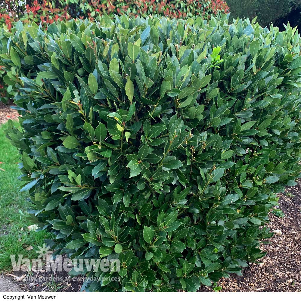 Laurus nobilis (Standard)