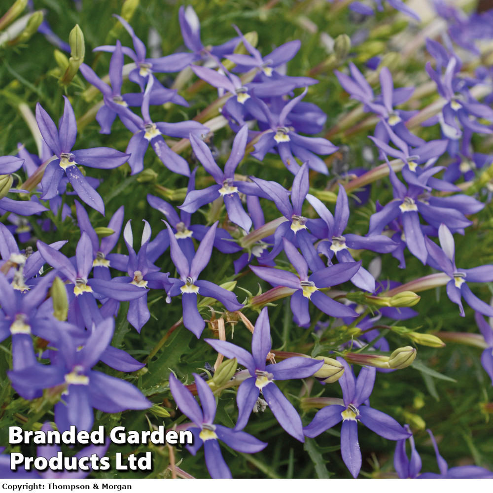 Laurentia 'Indigo Stars'