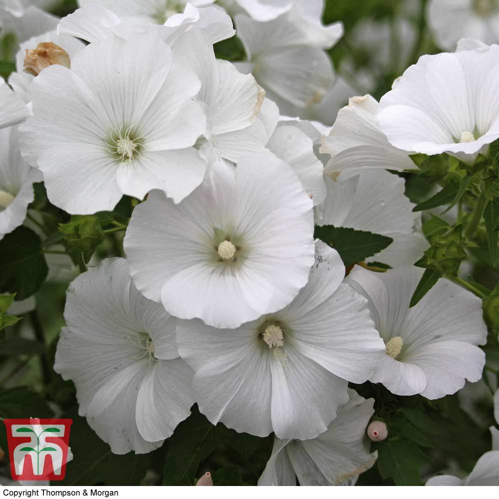 Lavatera trimestris 'Mont Blanc'