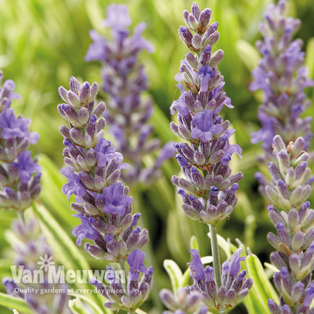 Lavender 'Platinum Blonde'