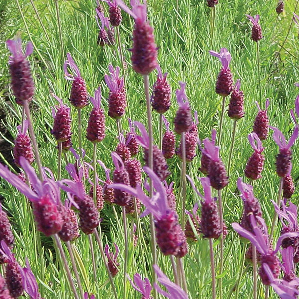 Lavender 'Purple Ribbon' (Bandera)