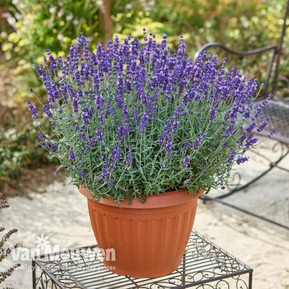 Hardy English Lavender