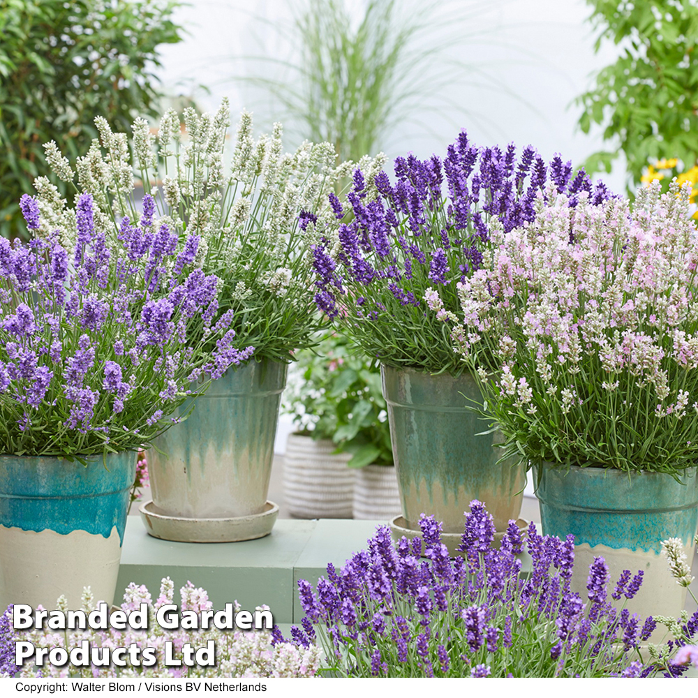 Lavandula 'BeeZee Trio Collection'