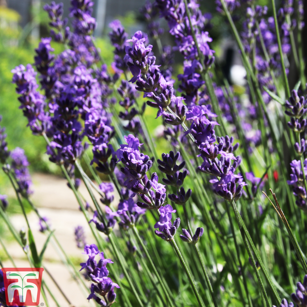 Lavender angustifolia 'Lady'