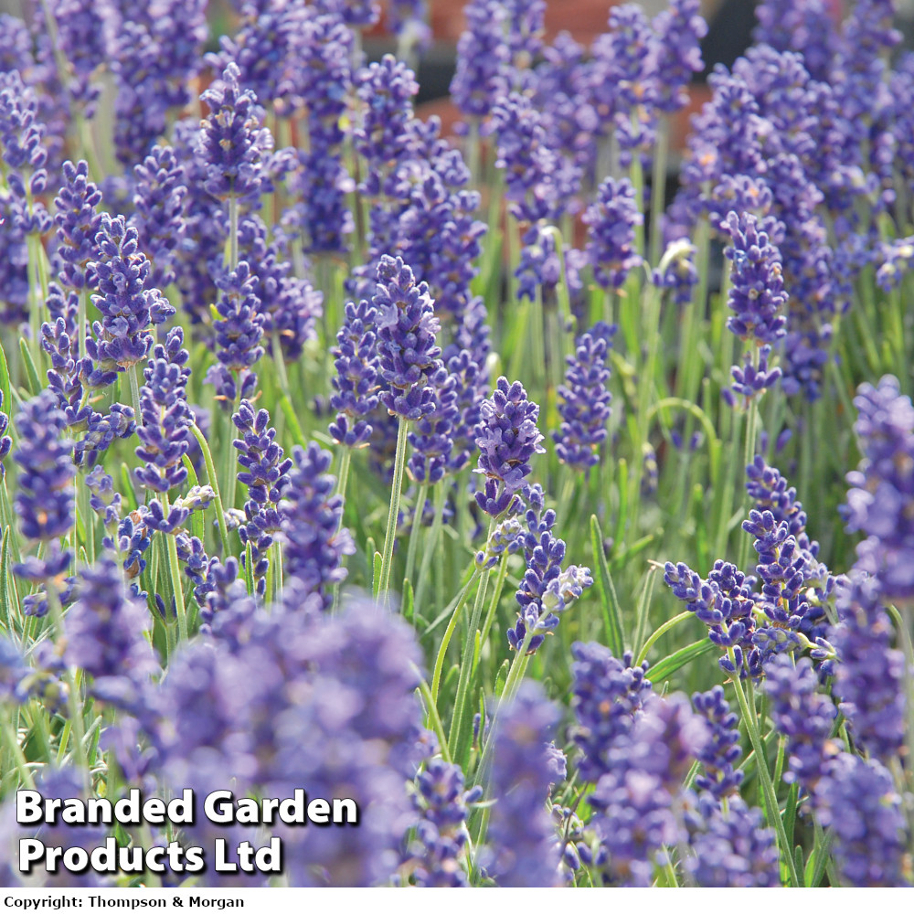 Lavender 'Hidcote'