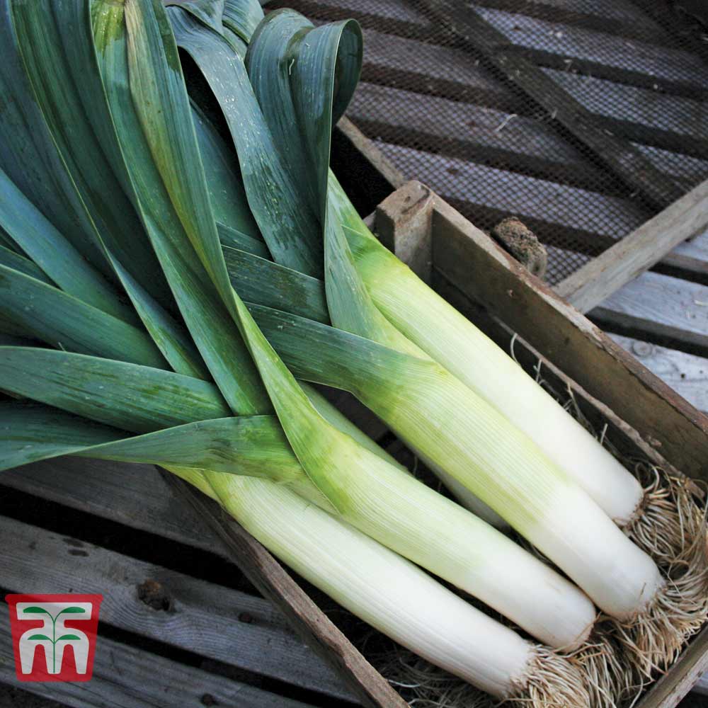 Leek %27Below-Zero%27 F1 Hybrid