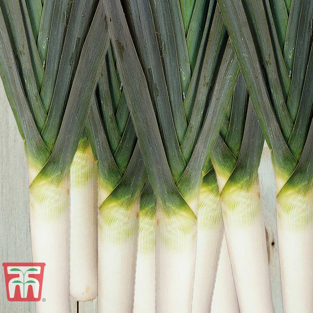 Leek 'Murcia'