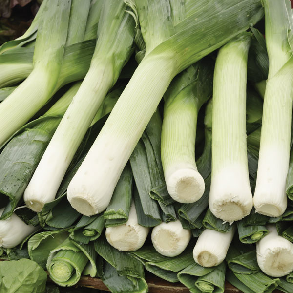 Leek 'Mussleburgh' (Start-A-Garden&trade; Range)