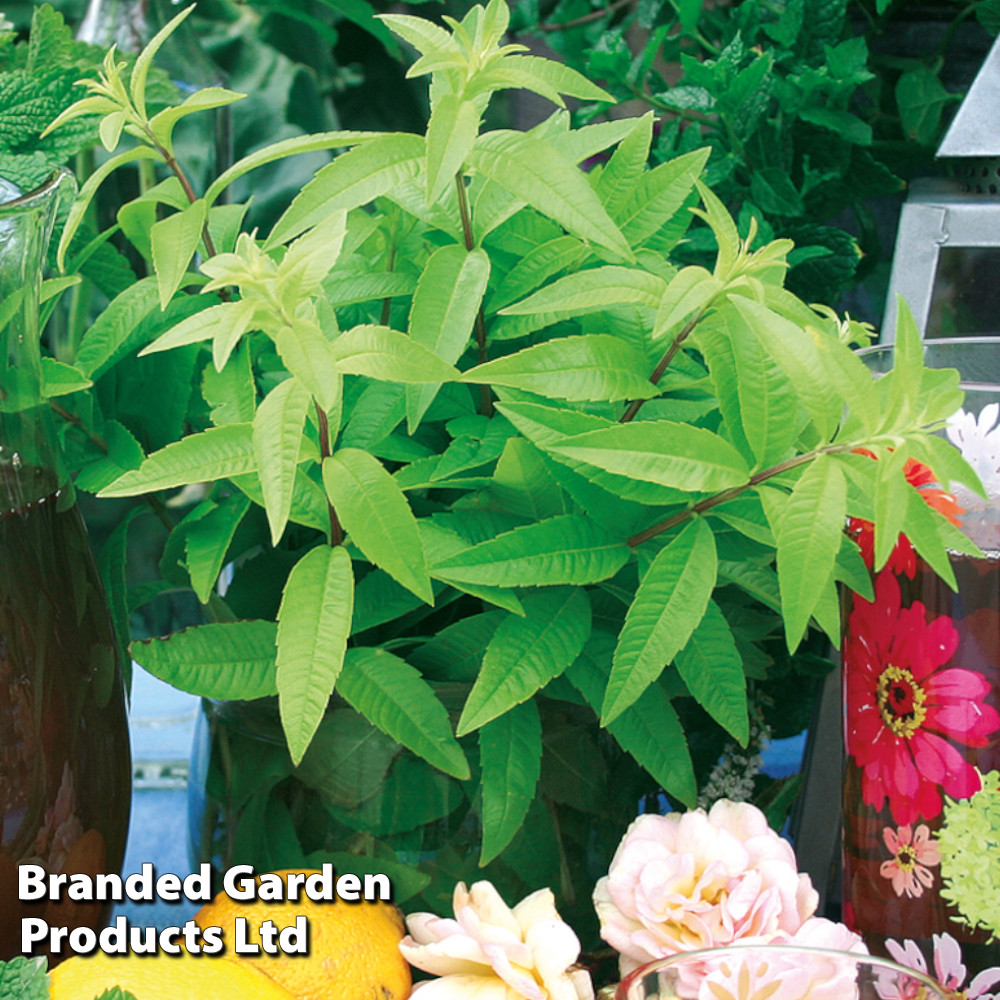 Lemon Verbena 'Freshman' (Botanical Infusions Plants)