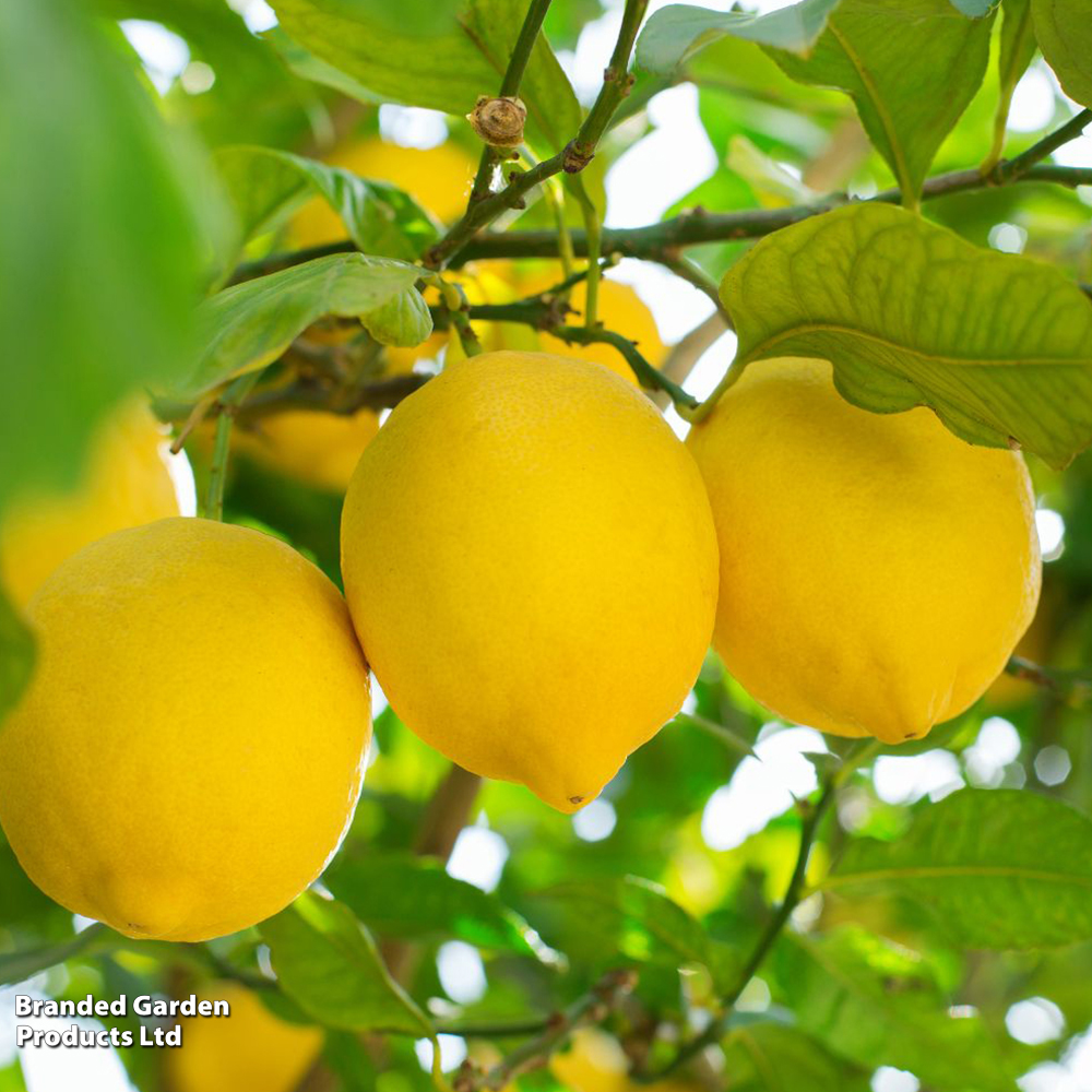 Lemon (Citrus Fruit) - Gift