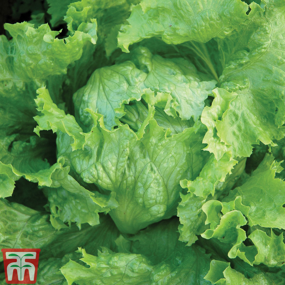 Lettuce 'Webbs Wonderful' (Iceberg/Crisphead)