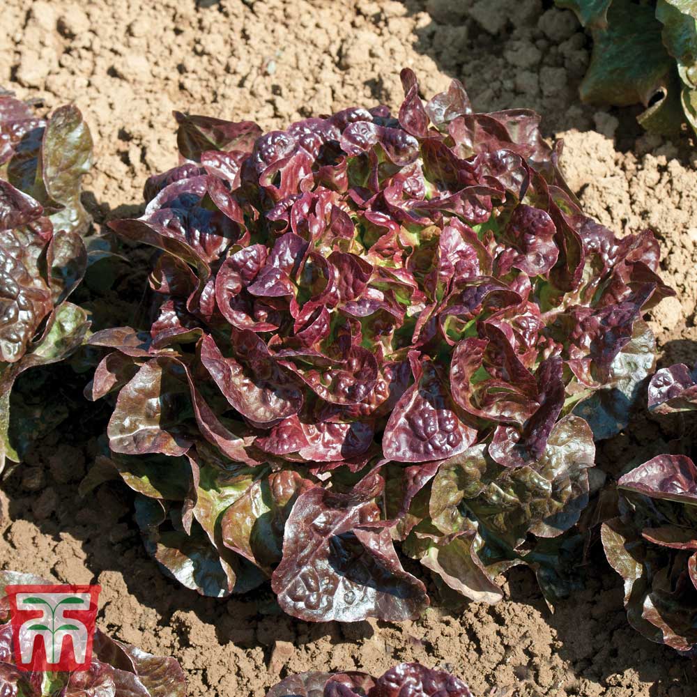 Lettuce 'Saxo'