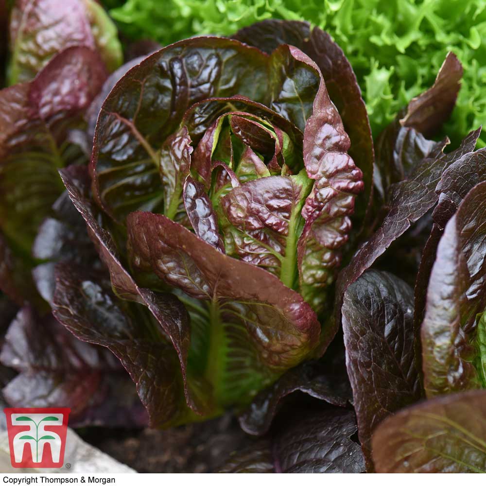 Lettuce 'Moonred'