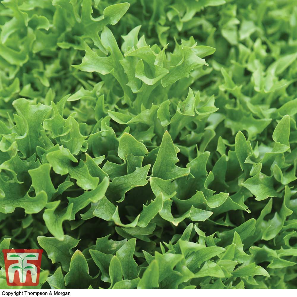 Lettuce 'Skilton'