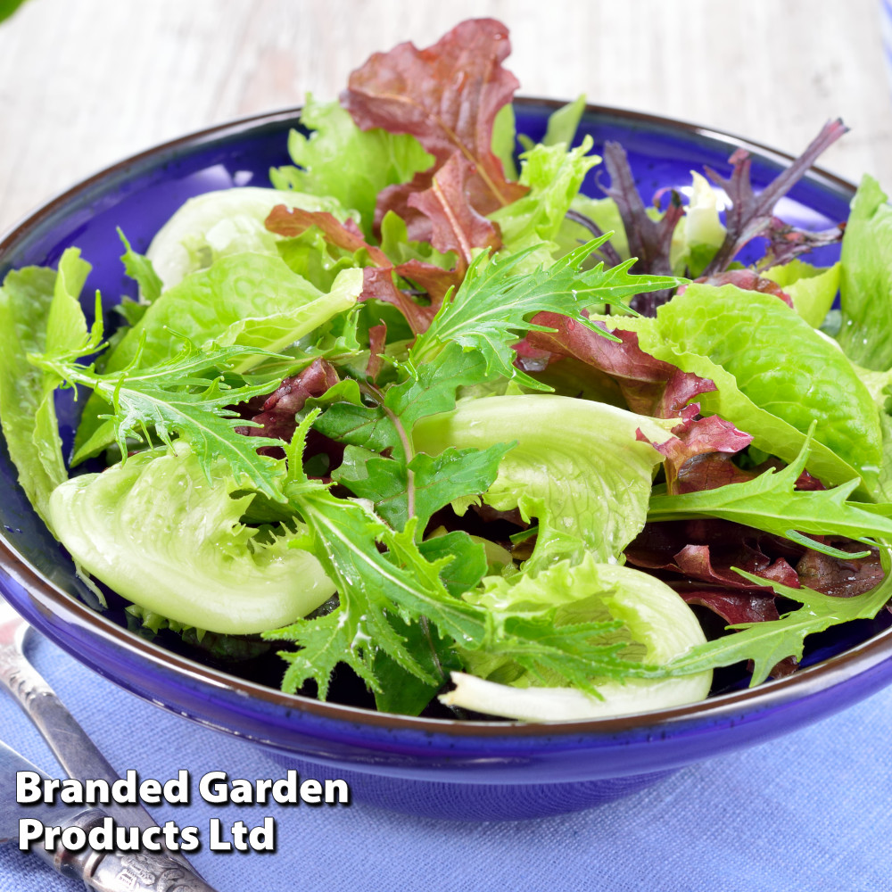 Lettuce 'Alfresco Mixed'